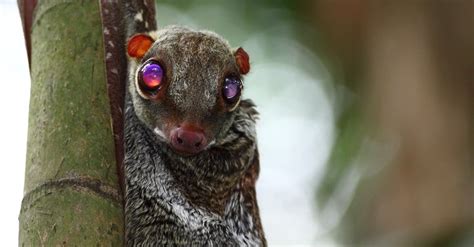 animals live in air|10 Aerial Animals: The Most Amazing Animals That Can Fly.